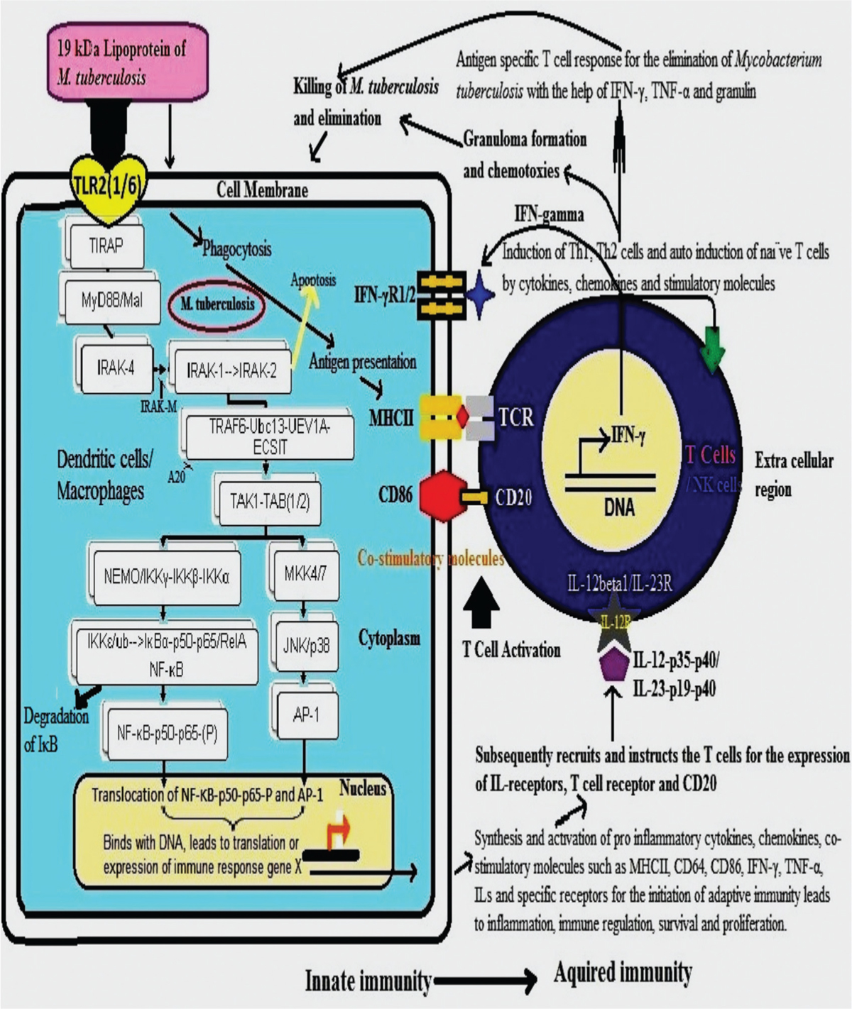 The toll-like receptor 2 and interferon-gamma-mediated positive feedback loop mechanism in response to M. tuberculosis: expression of immune response genes in the macrophages/dendritic cells leads to activation of natural killer cells/T cells for the production of IFN-γ, other mediators and elimination of bacilli.[37,53,54,57]