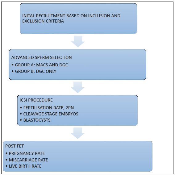 Study Workflow. AMH: Anti-Mullerian Hormone; SA: Semen Analysis, PN: pronuclei; MACS: Magnetic Activated Cell Sorting; DGC: Density Gradient Centrifugation; ICSI: Intracytoplasmic Sperm Injection.