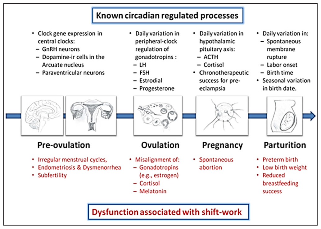 Reproductive impairment associated with shift work. LH: Luteinizing hormone, FSH: Follicle Stimulating hormone, ACTH: Adrenocorticotropic hormone. (Modified from https://doi.org/10.3389/fendo.2013.00092).