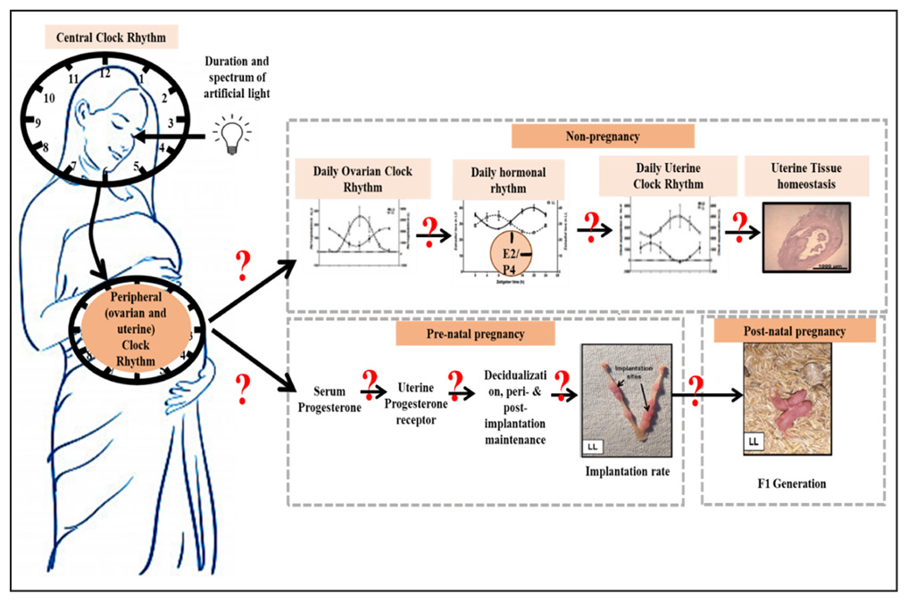 Showing the effect of duration of light in desynchronization of central clock and clocks in reproductive organs (Modified from https://doi.org/10.1007/s43630-022-00210-6).