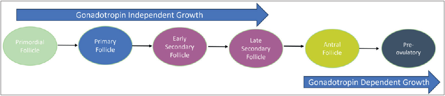Schematic diagram of the stages of folliculogenesis.