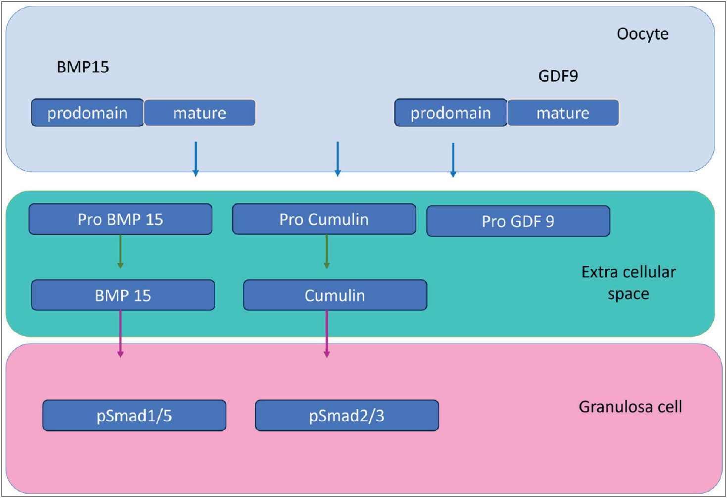Schematic model of GDF9 and BMP15 formation and signalling in mammalian oocytes. Both GDF9 and BMP15 are co-expressed during the process of folliculogenesis. BMP: Bone morphogenetic protein, GDF: Growth and differentiation factor.