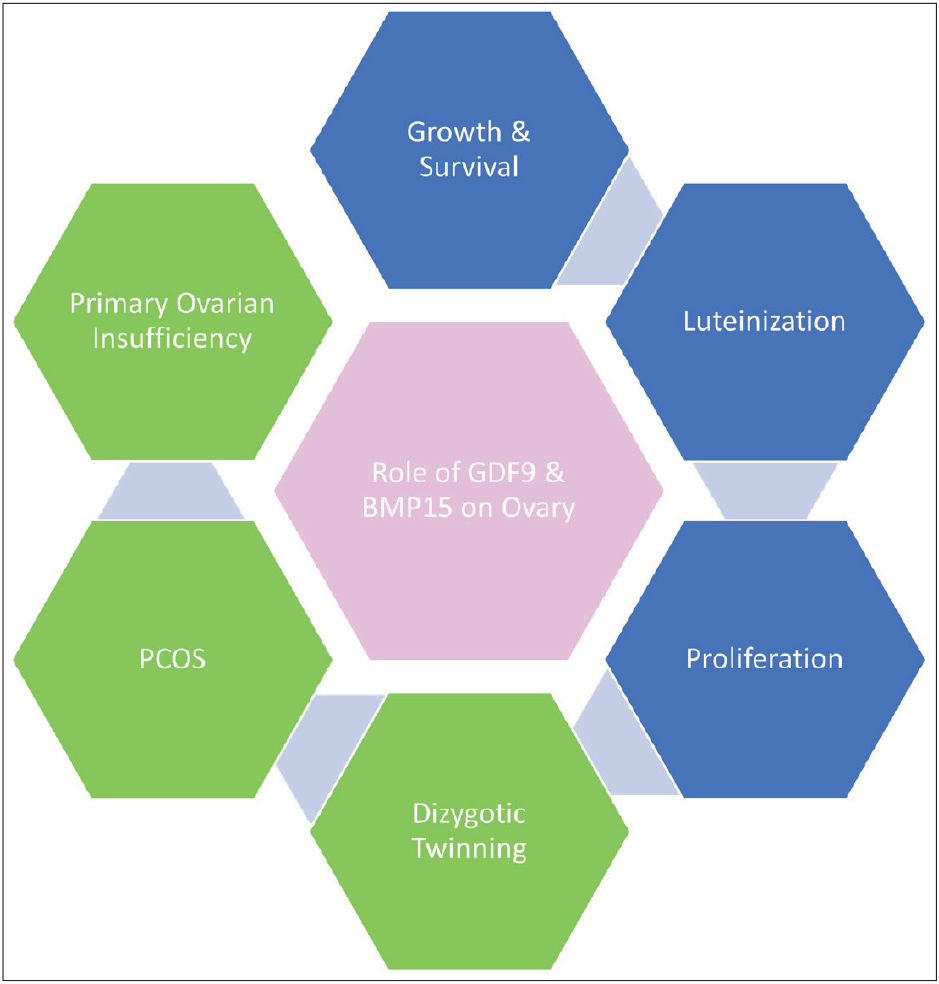 Role of GDF9 and BMP15 on the ovarian physiology and pathology. BMP: Bone morphogenetic protein, GDF: Growth and differentiation factor.