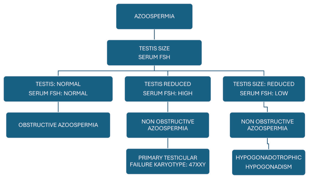 Evaluation of azoospermia patients. FSH: Follicle-stimulating hormone